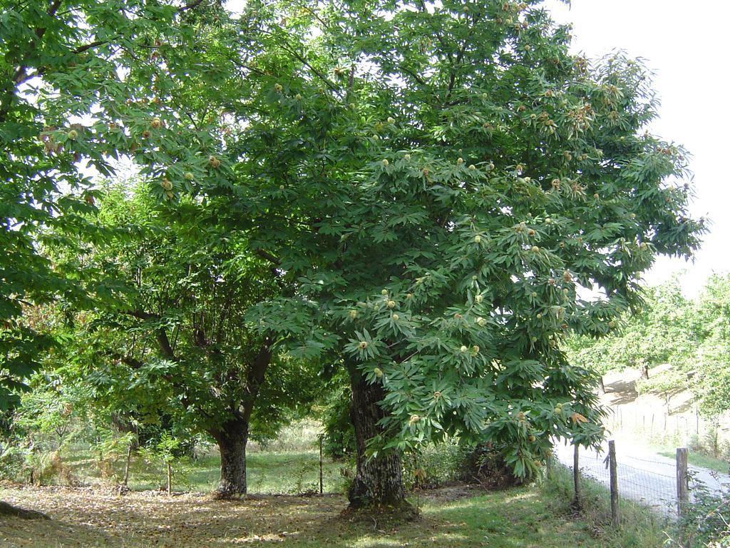 Agriturismo Sorripe Montelaterone Eksteriør bilde