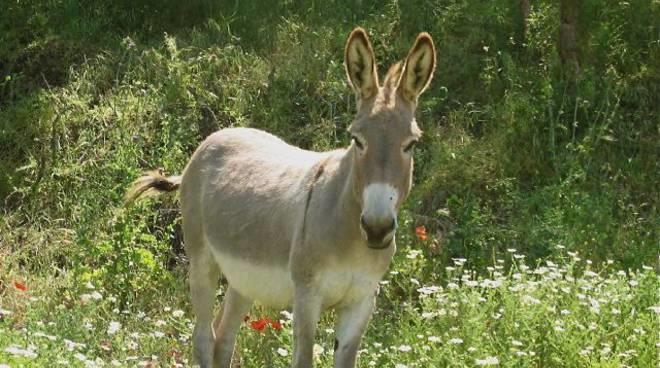 Agriturismo Sorripe Montelaterone Eksteriør bilde
