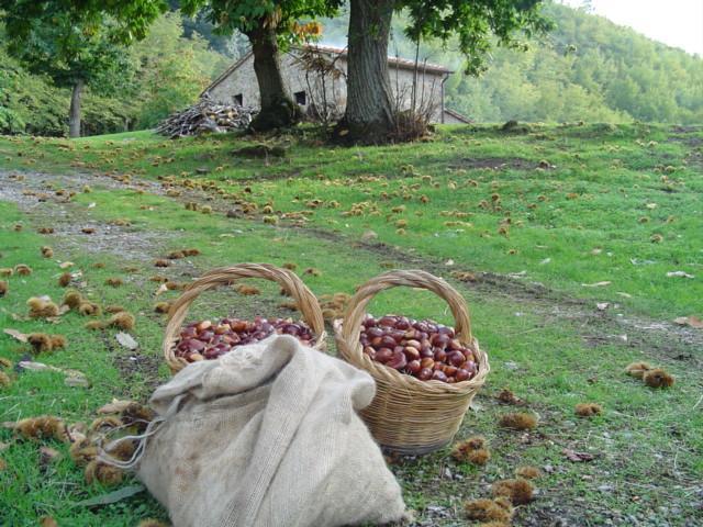 Agriturismo Sorripe Montelaterone Eksteriør bilde