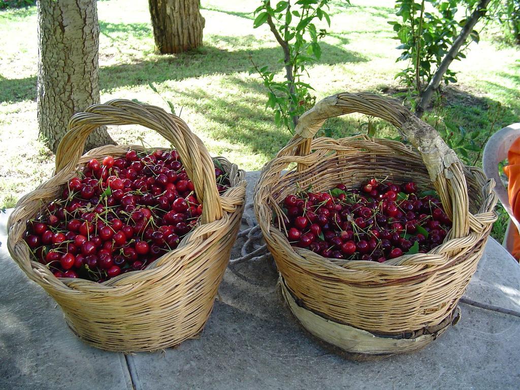 Agriturismo Sorripe Montelaterone Eksteriør bilde