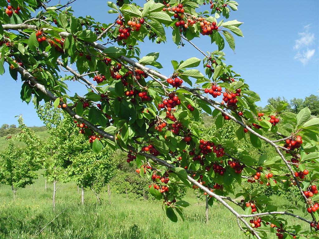 Agriturismo Sorripe Montelaterone Eksteriør bilde