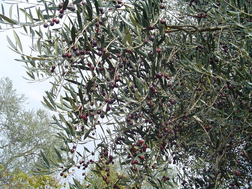 Agriturismo Sorripe Montelaterone Eksteriør bilde
