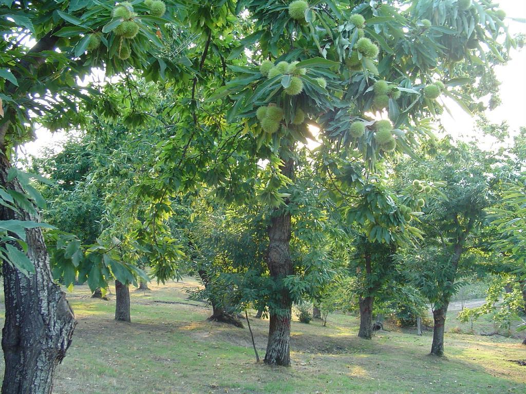 Agriturismo Sorripe Montelaterone Eksteriør bilde
