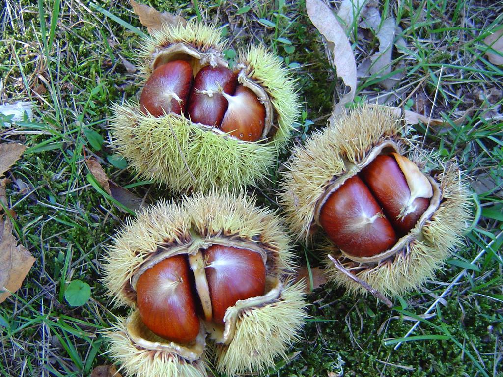 Agriturismo Sorripe Montelaterone Eksteriør bilde